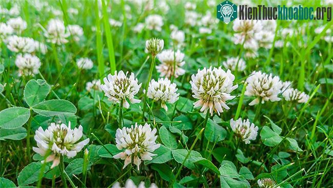 Cây này nuôi dưỡng đất bằng nitơ, đồng thời là nguồn mật hoa quan trọng cho ong và các loài thụ phấn khác.
