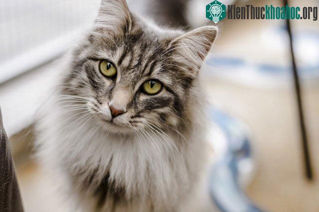 Mèo là người bạn thân thiết của loài người nhưng chúng ta biết rất ít về chúng.