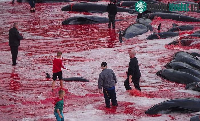 Chính quyền Faroe khẳng định lễ hội này sẽ không bị loại bỏ.
