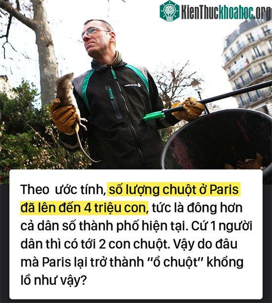 Kinh hoàng "cơn bão" chuột cống kéo đến khắp kinh đô ánh sáng Paris ảnh 1