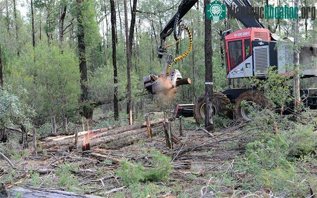 Các hoạt động của con người là nguyên nhân chính dẫn đến tình trạng mất rừng.