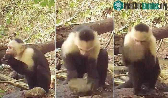 Dùng đá tách quả hạch và một số thức ăn khác