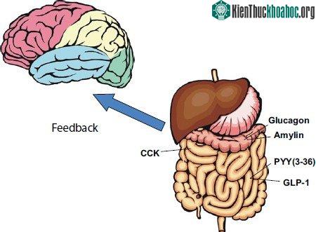 Não bộ và hệ thống tiêu hoá liên lạc với nhau chủ yếu qua dây thần kinh số X