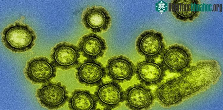 Các dịch bệnh từ virus đang xuất hiện với tần suất ngày một nhiều.