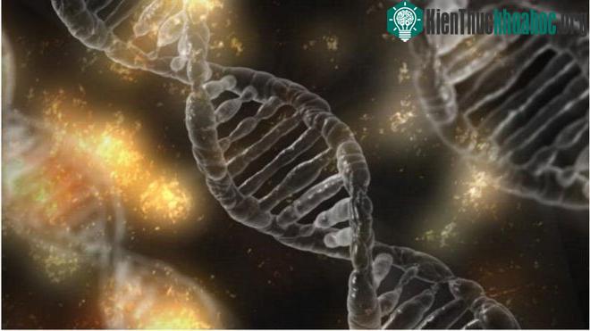 Gần như toàn bộ gene của người cha đã được sao chép vào các tế bào của cô bé.