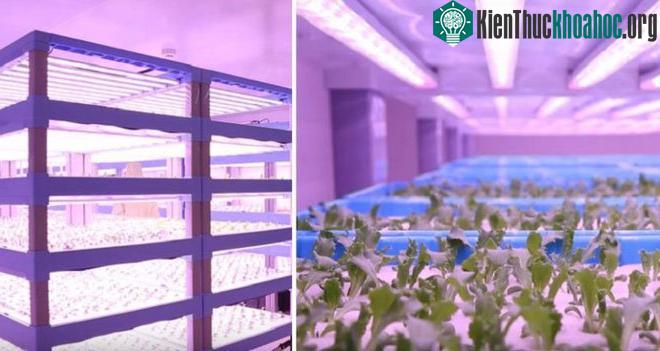 Nông trại thông minh có thể sản xuất 3000 - 3500 tấn rau/năm.