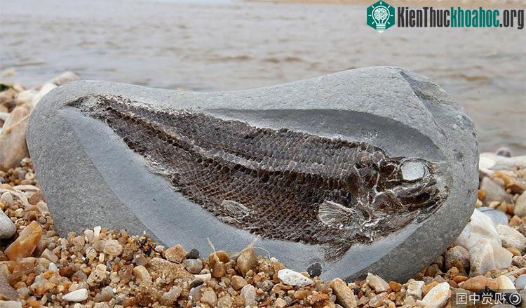 Đi dạo, bé 5 tuổi tìm được điều giới khoa học mong mỏi ảnh 1