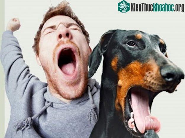 Nhìn thấy con người ngáp khiến chó cảm thấy căng thẳng hơn, do đó chúng ngáp theo để giảm bớt.
