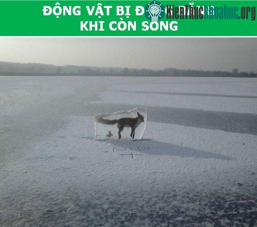 Con cáo đóng băng