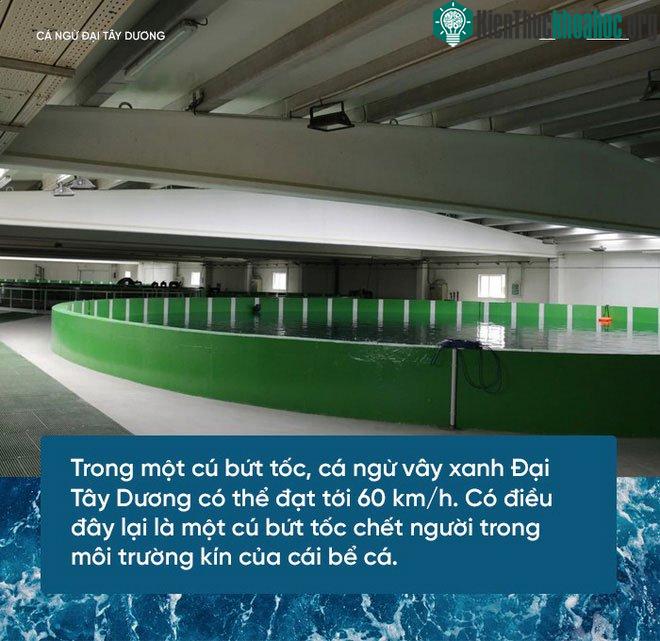 Bể nuôi cá ngừ