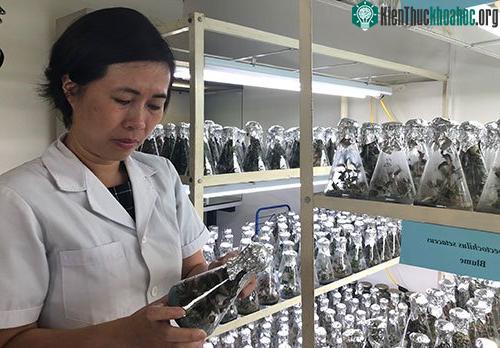 TS Phạm Hương Sơn kiểm tra cây trong phòng nuôi cấy mô. (Ảnh: BN).