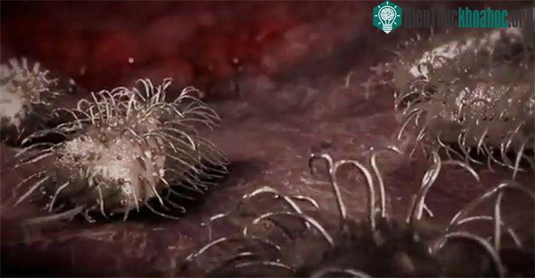Mỗi năm có khoảng 80.000 người bị bệnh do vi khuẩn Vibrio tấn công và có khoảng 100 người trong số này không thể vượt qua được.