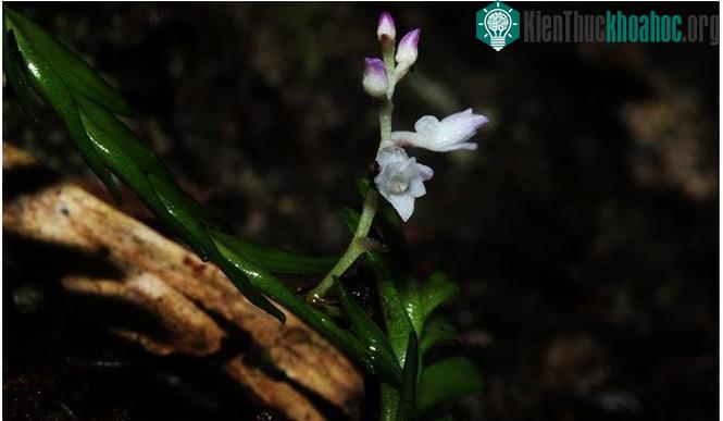 Loài lan mới Podochilus truongtamii Aver. et Vuong được phát hiện ở Khánh Hòa.