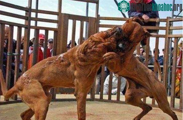 Chó Tosa Nhật Bản