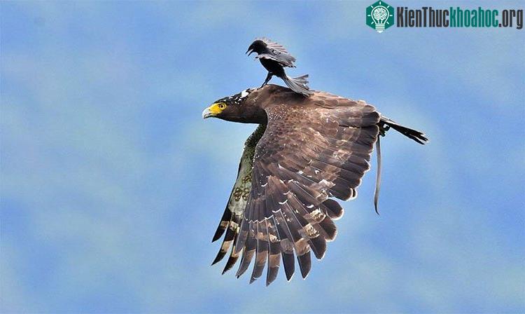 Chèo bẻo đứng trên mình chim săn mồi to lớn đang bay.