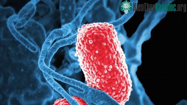 Klebsiella pneumoniae là những vi khuẩn sống trong đường ruột của chúng ta.