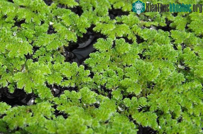 Trình tự của bộ gene đã giúp loài dương xỉ chống lại cả côn trùng.