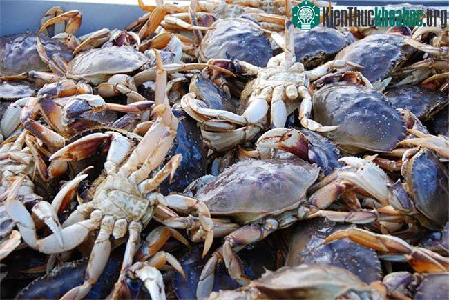 Chitin - hay kitin là thành phần chính có trong vỏ cua.