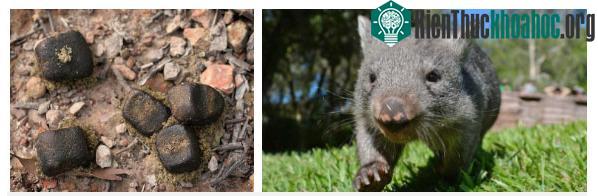 Phân của wombat có hình khối lập phương.
