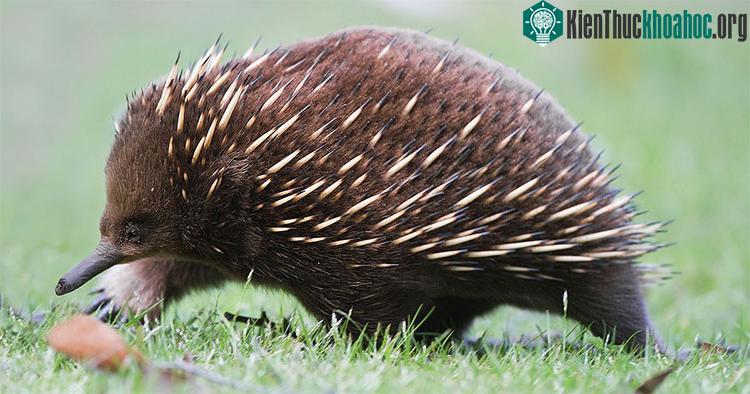 Thức ăn chủ yếu của Echidna là kiến và mối.