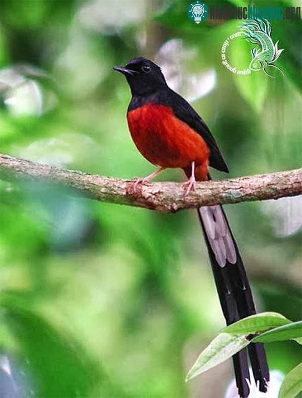 Tiếng hót cần giúp đỡ là tiếng kêu chiêm chiếp của các chú chim non.