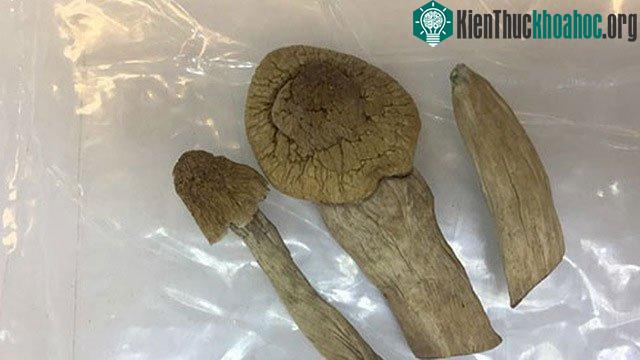 Mỗi nhánh nấm được bán với giá 300.000-500.000 đồng. (Ảnh: Bảo Ngọc).
