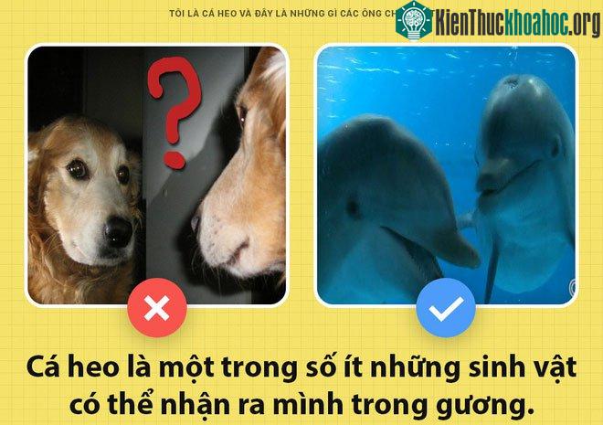 Cá heo biết soi gương