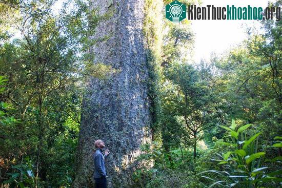 Nghi lễ rahui nhằm mục đích bảo vệ những giá trị thiêng liêng của vùng đất nơi nghi lễ này diễn ra