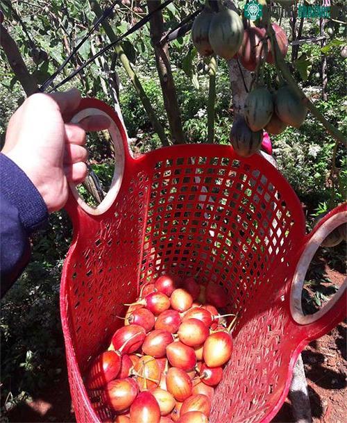 các khách thường phải