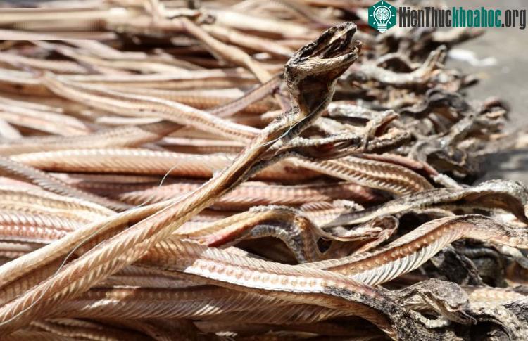 Toàn bộ rắn thường được nghiền thành bột hoặc pha với cồn để chế biến các loại thuốc