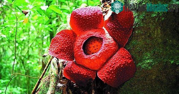 Khoa học chỉ ra đây là những mùi hương kinh khủng nhất trên thế giới ảnh 2