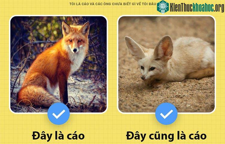 Các loại cáo trên thế giới