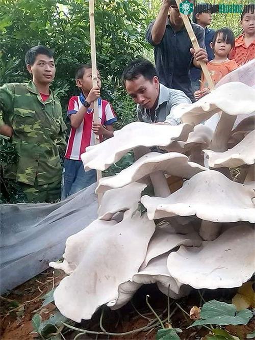 Nấm khổng lồ xuất hiện đã thu hút nhiều người dân địa phương hiếu kỳ đổ xô đến chiêm ngưỡng.