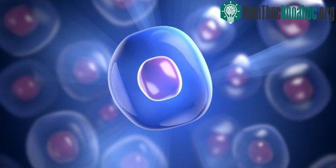 Hơn 300 protein được gọi là "yếu tố ghép nối" chịu trách nhiệm cho quá trình già đi của tế bào.