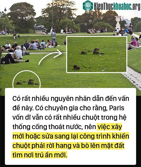 Kinh hoàng "cơn bão" chuột cống kéo đến khắp kinh đô ánh sáng Paris ảnh 2