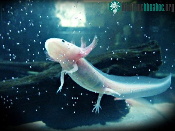Trong bể thủy sinh thì đáng yêu không để đâu cho hết, nhưng ở ngoài số phận hẩm hiu...
