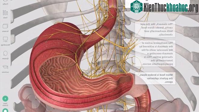 Thường hệ thần kinh thực vật hoạt động khi loài động vật đang ăn