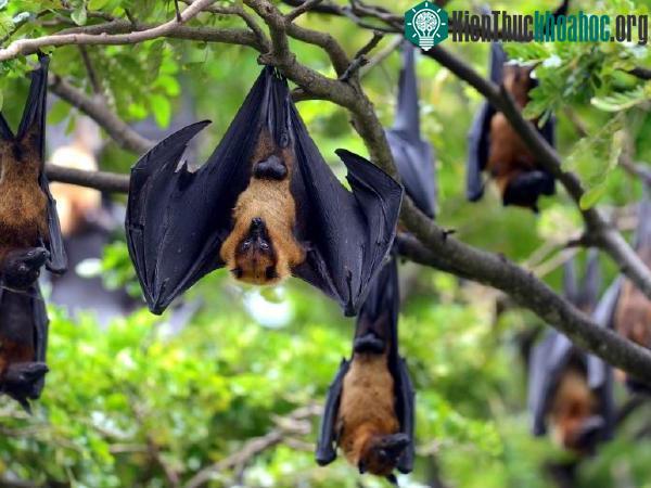 Virus Nipah được xác nhận có nguồn gốc từ loài dơi.
