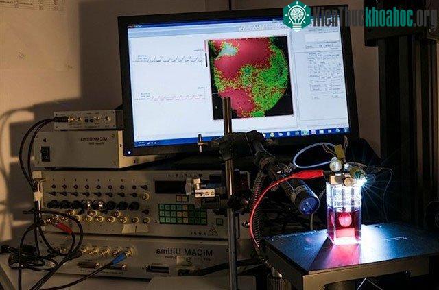 Các nhà khoa học thu thập dữ liệu từ một trái tim thu nhỏ của Novoheart.