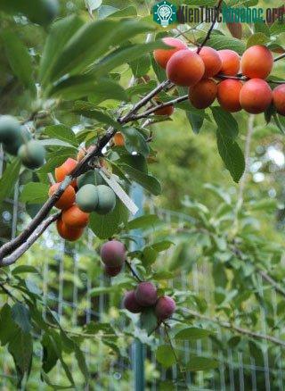 Van Aken sử dụng kĩ thuật chiết cành để thêm những loại cây khác nữa vào một cành cây.