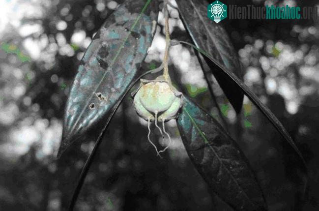 Quả trà mi Hà Tĩnh (Camellia hatinhensis)