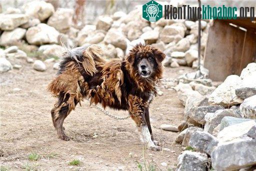 Ngao tạng bị thả hoang, nhiều con bị lai lung tung, mất đi đặc tính trung thành.