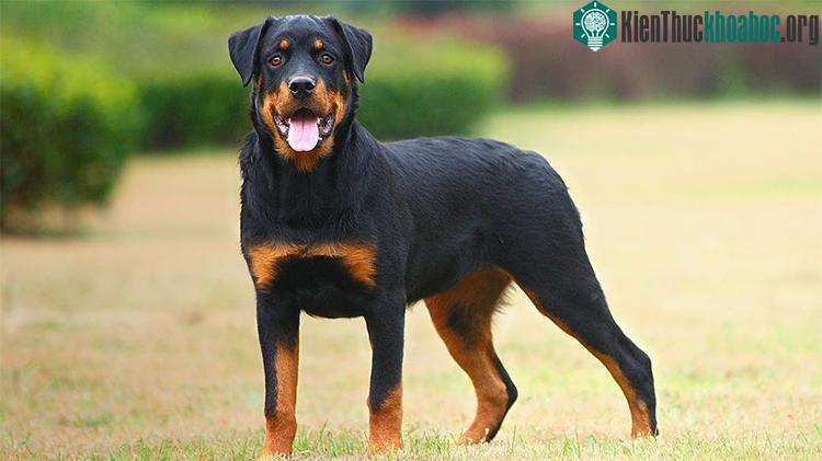 Chó Rottweiler