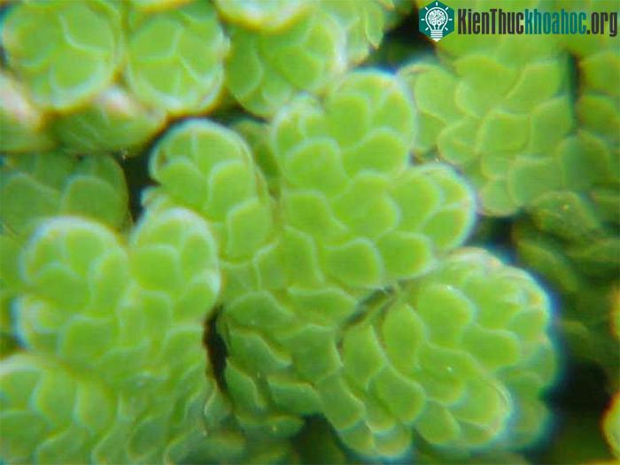 Những bộ gene được giải mã sẽ chính là "chìa khóa vàng" để thể giúp hành tinh của chúng ta thêm xanh.