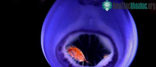 Ký sinh trùng Cymothoa exigua.