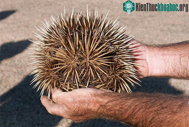 Echidna sở hữu một cơ thể tròn cùng bộ lông xù sắc nhọn.