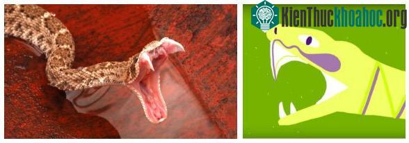 Chúng trữ độc trong 1 ngăn riêng trên đầu và chỉ có 1 lối ra mà thôi - thông qua răng nanh của rắn.