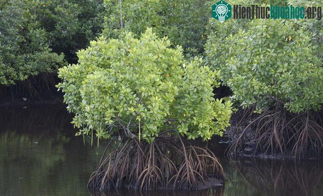 Những loài cây chịu mặn có thể tạo ra nhiên liệu sinh học.