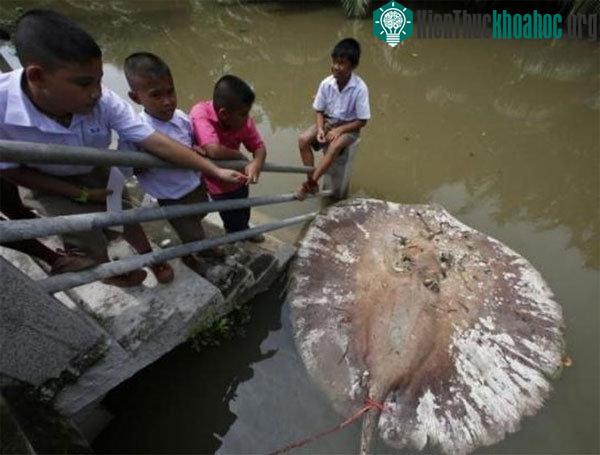Xác một con cá đuối bị chết không rõ nguyên nhân.
