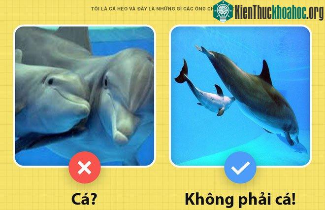 Cá heo không phải là cá
